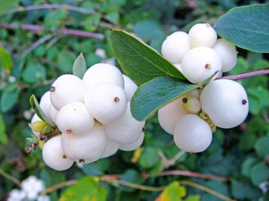 Снежноягодник (symphoricarpos)