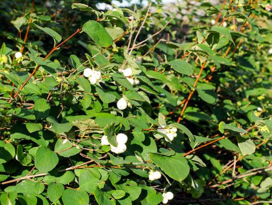 Снежноягодник белый (symphoricarpos albus)