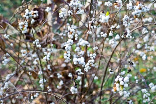 Снежноягодник осенью (symphoricarpos)