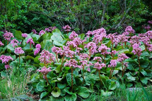 Бадан (bergenia)