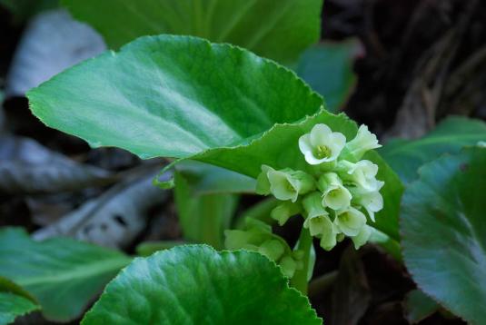 Бадан (bergenia)