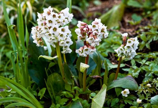 Бадан Брессингхам Вайт (bergenia Bressingham White)