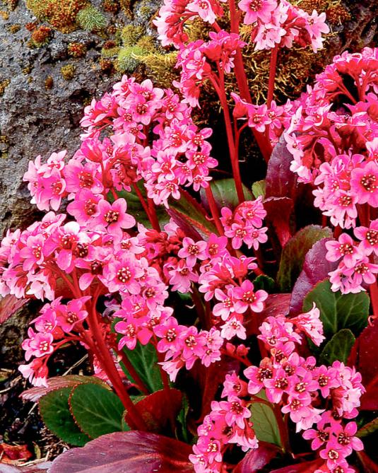 Бадан Розовая Стрекоза (bergenia Pink Dragonfly)