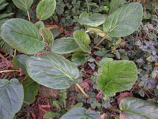 Бадан реснитчатый (bergenia ciliata)