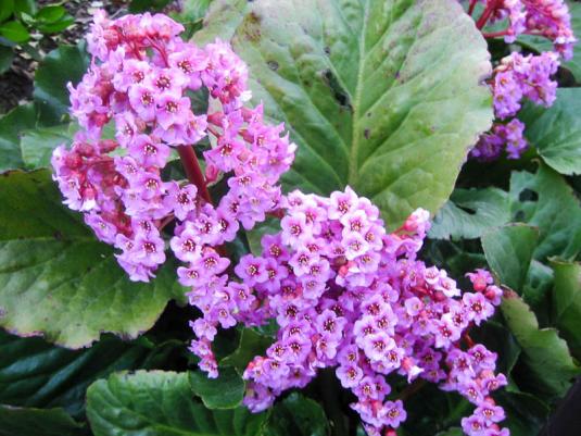 Бадан сердцелистный (bergenia cordifolia)