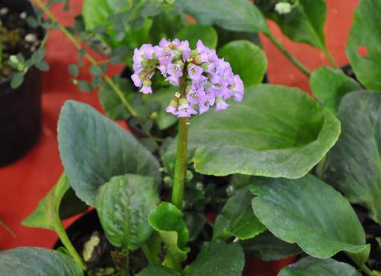 Бадан сердцелистный Пурпуреа (bergenia cordifolia Purpurea)