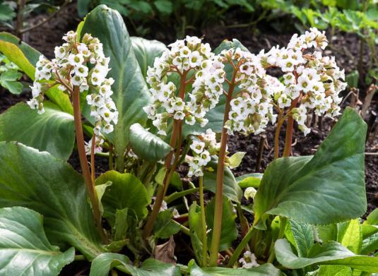 Бадан сердцелистный Снежная Королева (bergenia cordifolia Schneekonigin)