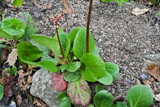 Бадан толстолистный (bergenia crassifolia)