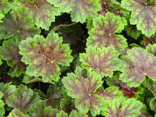 Гейхера (heuchera)