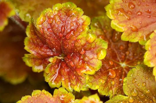 Гейхера (heuchera)