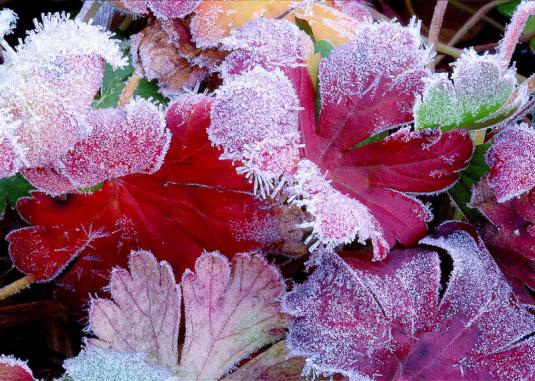 Гейхера (heuchera)