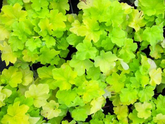 Гейхера Цитронелла (heuchera Citronelle)