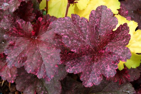 Гейхера Миднайт Розе (heuchera Midnight Rose)