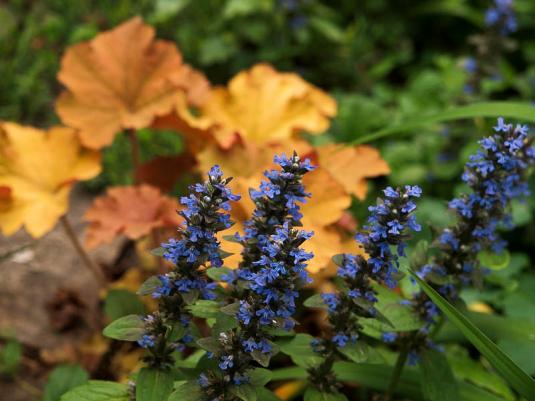 Гейхера и живучка (heuchera and ajuga)