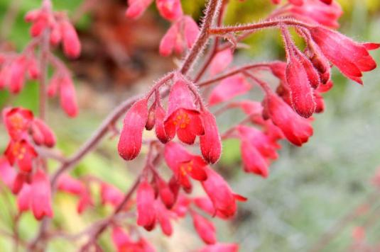 Гейхера кроваво-красная (heuchera sanguinea)