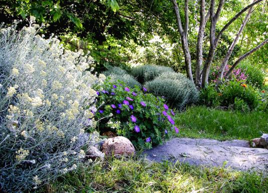 Сантолина в саду (в середине герань, а за ней бордюр из кустиков сантолины)