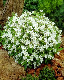 Колокольчик молочноцветковый Вайт Пуффе (Campanula lactiflora White Pouffe)