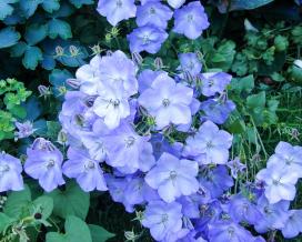 Колокольчик карпатский Блю Мунлайт (campanula carpatica Blue Moonlight)