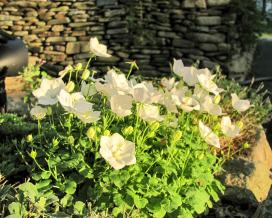 Колокольчик карпатский Перл Вайт (campanula carpatica Pearl White)