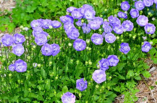 Колокольчик карпатский Торпедо (campanula carpatica Torpedo)