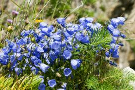 Колокольчик ложечницелистный (Campanula cochleariifolia)