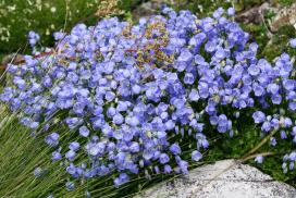 Колокольчик ложечницелистный (Campanula cochleariifolia)