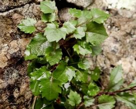 Колокольчик ложечницелистный (Campanula cochleariifolia)