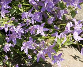 Колокольчик гарганский (campanula garganica)