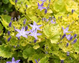 Колокольчик гарганский Дисконс Голд (campanula garganica Dicksons Gold)