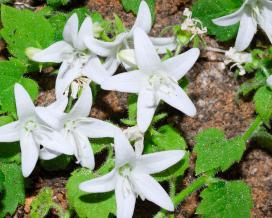 Колокольчик гарганский (campanula garganica subsp cephallenica)