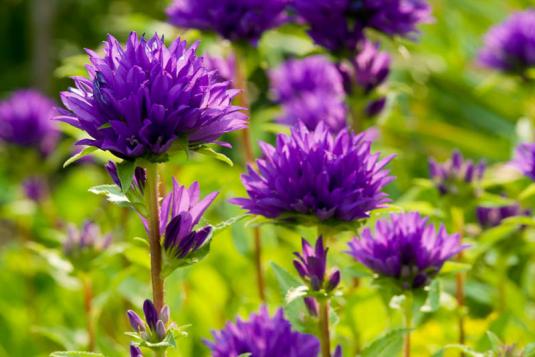 Колокольчик скученный (campanula glomerata)