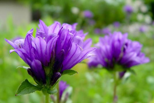 Колокольчик скученный (Campanula glomerata)