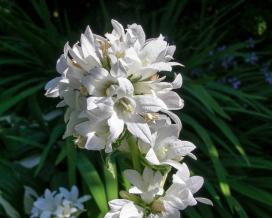 Колокольчик скученный Альба (campanula glomerata alba)