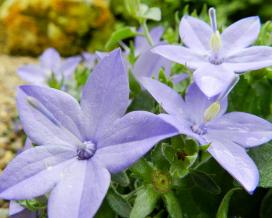 Колокольчик равнолистный (campanula isophylla)