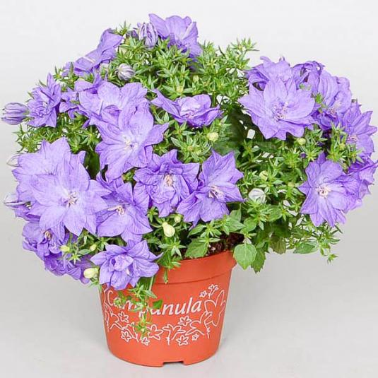 Колокольчик равнолистный Дублин Блю (campanula isophylla Dublin blue)