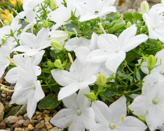 Колокольчик равнолистный, белоцветковая форма (campanula isophylla f Alba)