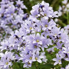 Колокольчик молочноцветковый (campanula lactiflora)