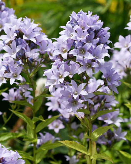 Колокольчик молочноцветковый (campanula lactiflora)