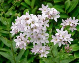 Колокольчик молочноцветковый Лоддон Анна (Campanula lactiflora Loddon Anna)