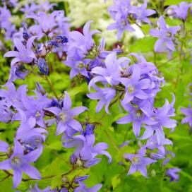 Колокольчик молочноцветковый Причардс Варьете (campanula lactiflora prichards variety)