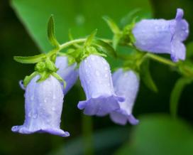 Колокольчик средний (campanula medium)