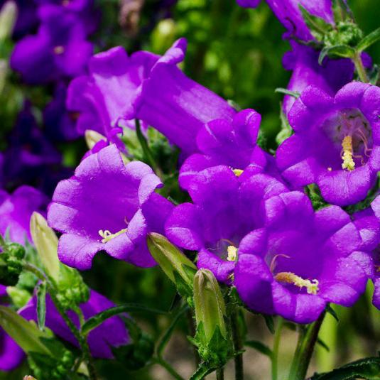 Колокольчик средний (campanula medium)