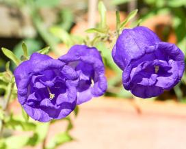 Колокольчик средний (campanula medium)