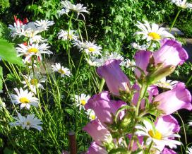 Колокольчик средний Кентербери Беллз (campanula medium Canterbury Bells)