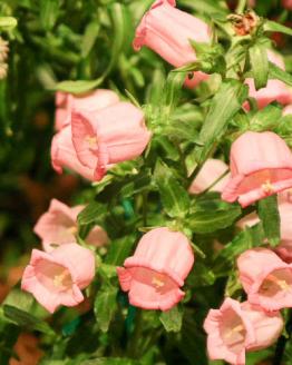 Колокольчик средний (campanula medium calycanthema)