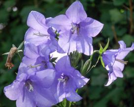 Колокольчик персиколистный (campanula persicifolia)