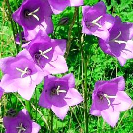 Колокольчик персиколистный (campanula persicifolia)