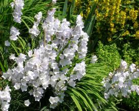 Колокольчик персиколистный (campanula persicifolia)