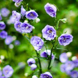 Колокольчик персиколистный Ла Велле (campanula persicifolia La Belle)