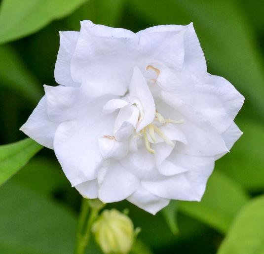 Колокольчик средний Морини (campanula persicifolia Moerheinii)